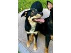 Adopt Siri a Rottweiler / Labrador Retriever / Mixed dog in Germantown