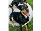 Adopt Trapper a Rottweiler / Labrador Retriever / Mixed dog in Germantown