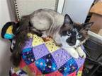 Adopt Pierre a Ragdoll / Mixed (long coat) cat in St. Ann, MO (41474625)