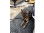 Adopt Sabre a Black - with Tan, Yellow or Fawn German Shepherd Dog / Mixed dog