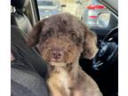 Adopt Penny a Brown/Chocolate Poodle (Miniature) / Mixed dog in Los Angeles