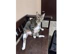 Adopt Cleo a Brown Tabby Domestic Shorthair / Mixed (short coat) cat in Spring