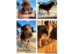 Adopt Sweetie a Tricolor (Tan/Brown & Black & White) Dachshund / Mixed Breed