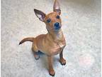 Adopt Ruby a Red/Golden/Orange/Chestnut Basenji dog in Wildomar, CA (41473086)