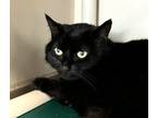 Adopt Miss Licorice a Domestic Shorthair / Mixed cat in Sherwood, OR (41473783)