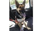 Adopt Dakota a Black - with Tan, Yellow or Fawn German Shepherd Dog / Chow Chow