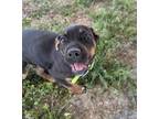 Adopt Billy a Mastiff / Rottweiler / Mixed dog in Logan, UT (41474600)