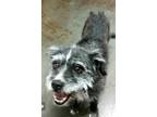 Adopt Miss Potts a Black - with White Terrier (Unknown Type