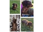 Adopt Barney a Brown/Chocolate Dachshund / Mixed Breed (Small) / Mixed dog in
