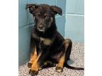 Adopt Collins a Labrador Retriever / Mixed Breed (Medium) / Mixed dog in Tool
