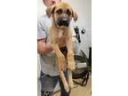 Adopt Cooper a Labrador Retriever / Mixed Breed (Medium) / Mixed dog in Tool