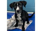 Adopt Gracie a Labrador Retriever / Mixed Breed (Medium) / Mixed dog in Tool