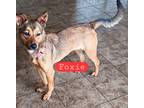 Adopt Foxie a Red/Golden/Orange/Chestnut - with Black Shepherd (Unknown Type) /