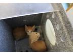 Adopt Tamala a Tan or Fawn Domestic Shorthair (short coat) cat in Weatherford