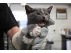Adopt Kat a Gray or Blue Domestic Shorthair (short coat) cat in Weatherford