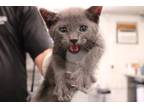 Adopt Kit a Gray or Blue Domestic Shorthair (short coat) cat in Weatherford