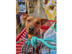Adopt Johnny a Brown/Chocolate Pit Bull Terrier / Dachshund / Mixed dog in