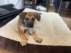 Adopt Nugget a Brown/Chocolate - with Black German Shepherd Dog / Mixed dog in