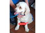 Adopt Molly a Tan/Yellow/Fawn - with White Poodle (Standard) / Cavalier King