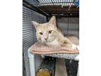 Adopt Hudson a Orange or Red (Mostly) Domestic Shorthair / Mixed (short coat)