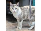 Adopt Dana a Calico or Dilute Calico Siamese / Mixed (medium coat) cat in St.