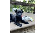 Adopt Mali a Black - with White German Shepherd Dog / Labrador Retriever / Mixed
