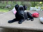 Adopt Nessie a Black - with White German Shepherd Dog / Labrador Retriever /