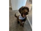 Adopt Gemini a Brown/Chocolate Labrador Retriever / Mixed dog in South Saint