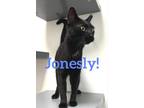 Adopt Jonesly a Black (Mostly) Domestic Shorthair cat in Honolulu, HI (41474564)