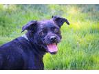 Adopt Candy a Black Shih Tzu / Pomeranian / Mixed dog in Twin Falls