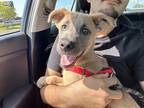 Adopt Flynn a Tan/Yellow/Fawn Labrador Retriever / Australian Shepherd dog in