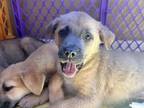 Adopt Flynn a Tan/Yellow/Fawn Labrador Retriever / Australian Shepherd dog in