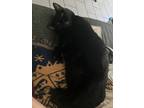 Adopt Belladonna a All Black Domestic Shorthair / Mixed (medium coat) cat in