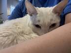 Adopt Pretty Girl a White American Shorthair / Mixed (short coat) cat in Arleta