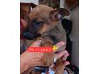 Adopt Whitaker a Brown/Chocolate - with Black Belgian Malinois / Mixed dog in