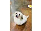Adopt Trixie a Tan/Yellow/Fawn - with White Lhasa Apso / Shih Tzu / Mixed dog in
