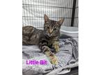 Adopt Little Bit a Brown Tabby Domestic Shorthair / Mixed (short coat) cat in