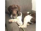 Adopt Kev a Brown/Chocolate - with White German Shorthaired Pointer / Mixed dog