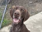 Adopt Brownie a Brown/Chocolate - with White German Shorthaired Pointer / Mixed