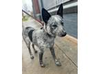 Adopt Asher a Black - with White Blue Heeler / Cattle Dog / Mixed dog in Los