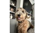 Adopt Charli a Tan/Yellow/Fawn Aussiedoodle / Goldendoodle / Mixed dog in