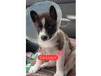 Adopt Rainier a Tricolor (Tan/Brown & Black & White) Akita / Mixed dog in Lacey