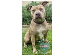Adopt COH Xena a Tan/Yellow/Fawn Pit Bull Terrier / Mixed dog in Inglewood