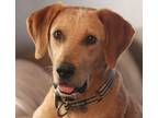 Adopt Benson a Red/Golden/Orange/Chestnut - with White Redbone Coonhound / Mixed