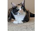 Adopt Rosa a Calico or Dilute Calico Calico / Mixed (medium coat) cat in Tulsa