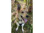 Adopt PK a Tan/Yellow/Fawn - with White Husky / German Shepherd Dog / Mixed dog