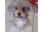 Adopt Little Libby!! a White - with Tan, Yellow or Fawn Poodle (Miniature) /