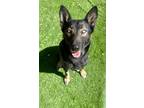 Adopt Pebbles a Black - with Tan, Yellow or Fawn Shepherd (Unknown Type) / Mixed