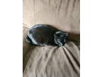 Adopt Boo-boo a All Black Domestic Shorthair / Mixed (short coat) cat in