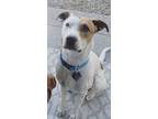 Adopt Tucker a White - with Brown or Chocolate American Pit Bull Terrier /